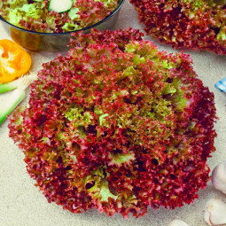 Салат Червоний Кучерявець (насіння) 50 г