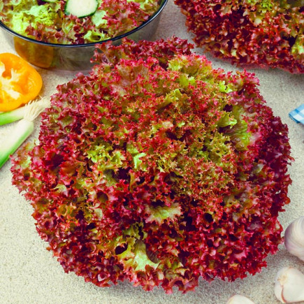 Салат Червоний Кучерявець (насіння) 50 г