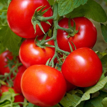Томат Цифомандра (семена) 20 г