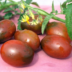 Томат Де Барао чорний (насіння) 20 г