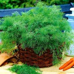 Укроп Кустовой (семена) 100 г