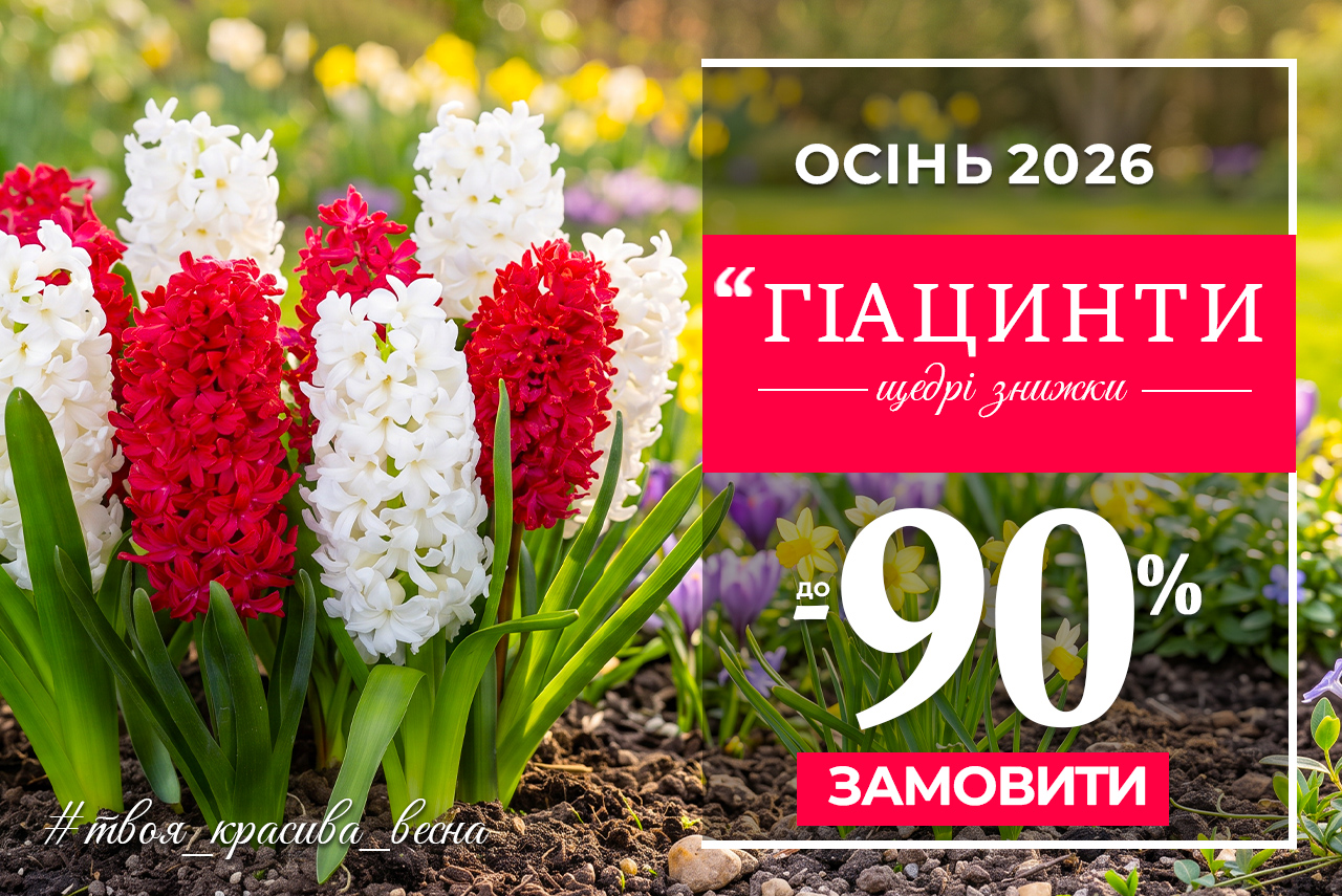 Гиацинты — скидки до 90%!