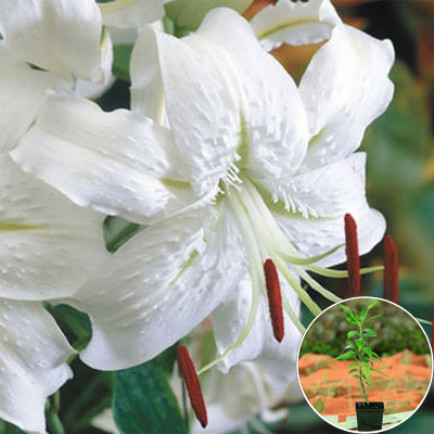 Лілія звисає Speciosum Album (контейнер 1 л)