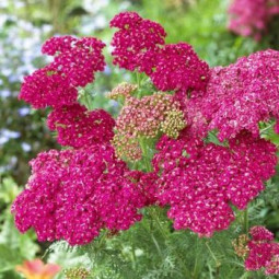 Ахіллея Millefolium Cassis (контейнер 1 л)