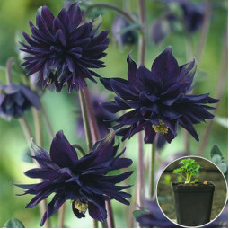 Аквілегія Black Barlow (контейнер 0.5 л)