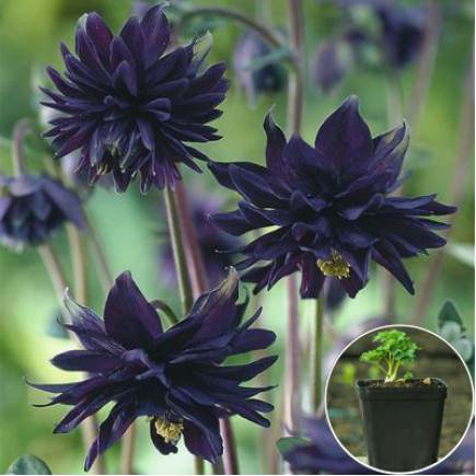 Аквілегія Black Barlow (контейнер 0.5 л)