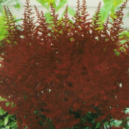 Астільба Etna (контейнер 1 л)