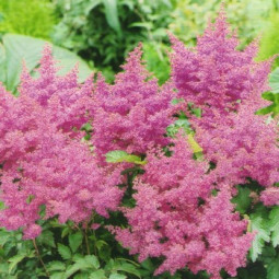 Астільба Gloria Purpurea (контейнер 1 л)