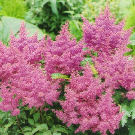Астільба Gloria Purpurea (контейнер 1 л)