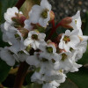 Бадан Bressingham White (Брессінгем Вайт)