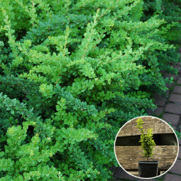 Барбарис Тунберга Green Carpet контейнер 0.5 л Барбарис Тунберга Green Carpet контейнер 0.5 л