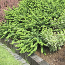 Барбарис Тунберга Green Carpet контейнер 0.5 л Барбарис Тунберга Green Carpet контейнер 0.5 л
