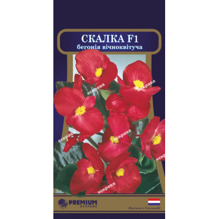 Бегонія вічноквітуча Скалка F1 (10 насіння в оболонці)
