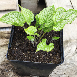 Бруннера Macrophylla (контейнер 3 л)