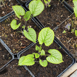 Бруннера Macrophylla (контейнер 3 л)