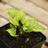 Бруннера Macrophylla (контейнер 3 л)