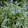Бруннера Macrophylla