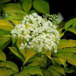 Бузина Plumosa Aurea контейнер 0.5 л Бузина Plumosa Aurea контейнер 0.5 л