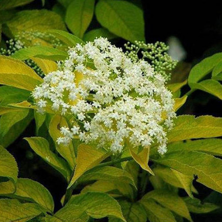 Бузина Plumosa Aurea контейнер 0.5 л