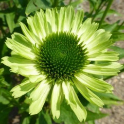 Ехінацея Green Jewel
