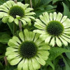 Ехінацея Green Jewel