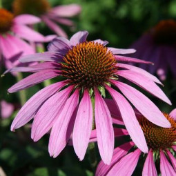 Ехінацея Purpurea