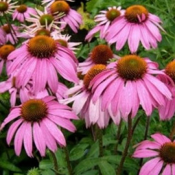 Ехінацея Purpurea
