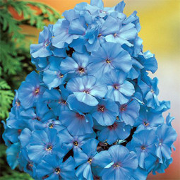 Флокс Blue Boy