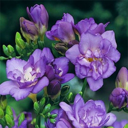 Фрезія махрова (повна) Blue