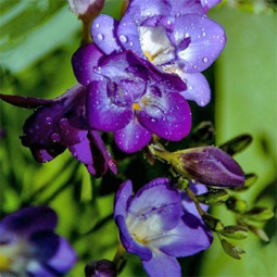 Фрезія махрова (повна) Blue