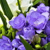 Фрезія махрова (повна) Blue