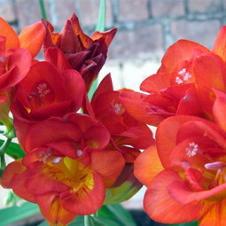Фрезія махрова (повна) Orange