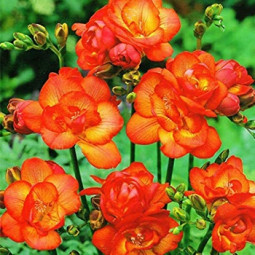 Фрезія махрова (повна) Orange