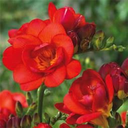 Фрезія махрова (повна Red
