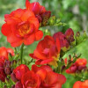 Фрезія махрова (повна Red