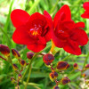 Фрезія махрова (повна Red