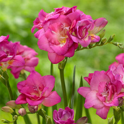 Фрезія повна Rose