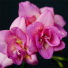 Фрезія повна Rose