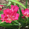 Фрезія повна Rose