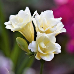 Фрезія махрова (повна) White