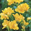 Фрезія махрова (повна) Yellow