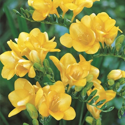 Фрезія махрова (повна) Yellow