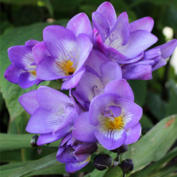 Фрезія проста Blue