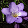 Фрезія проста Blue