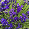 Фрезія проста Blue
