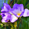 Фрезія проста Blue