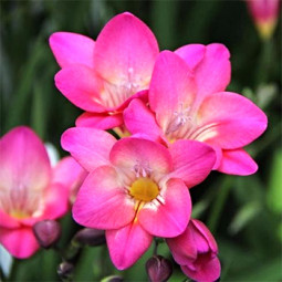 Фрезія проста Rose