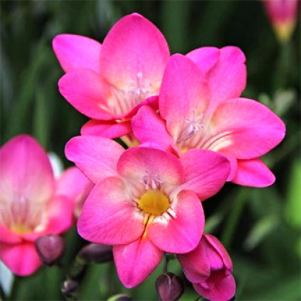Фрезія проста Rose