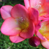 Фрезія проста Rose