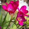 Фрезія проста Rose